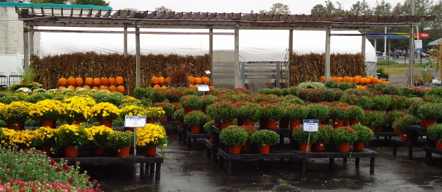 Fall Plants