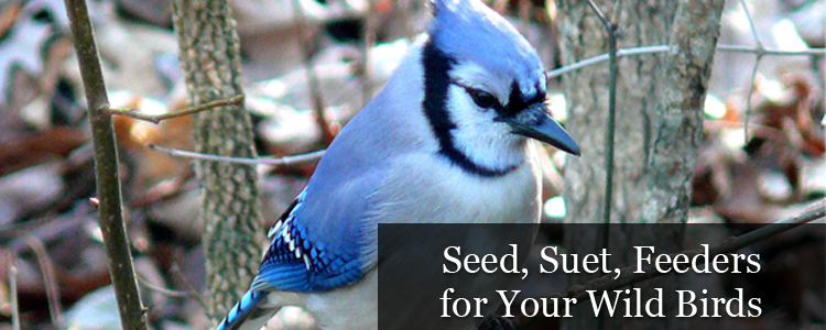 bird seed and bird feeders