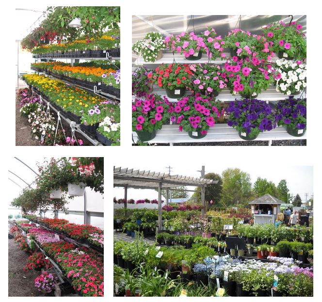 Colorful Spring Plants